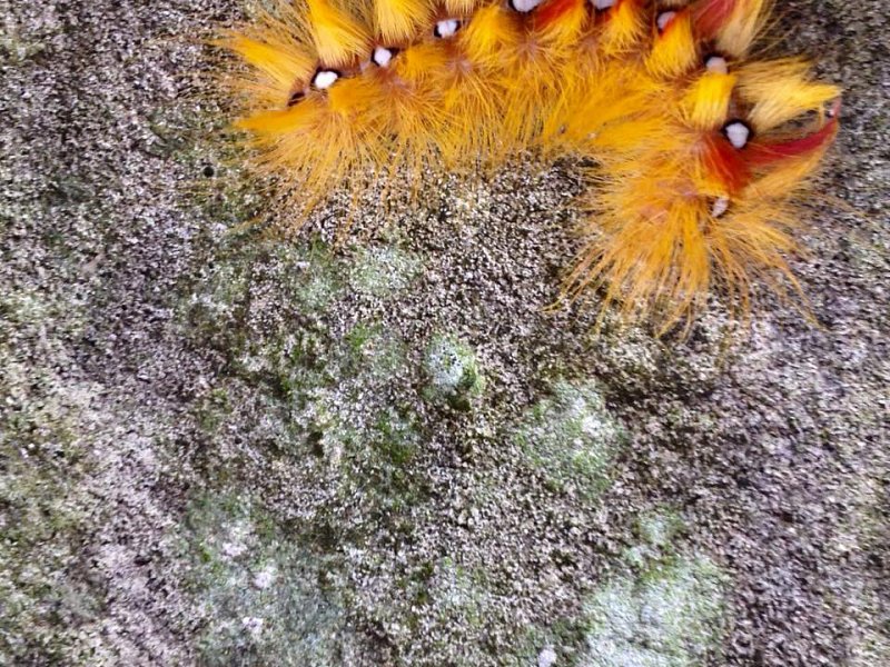 And the winner of the Lewes Crazy Caterpillar Contest is...